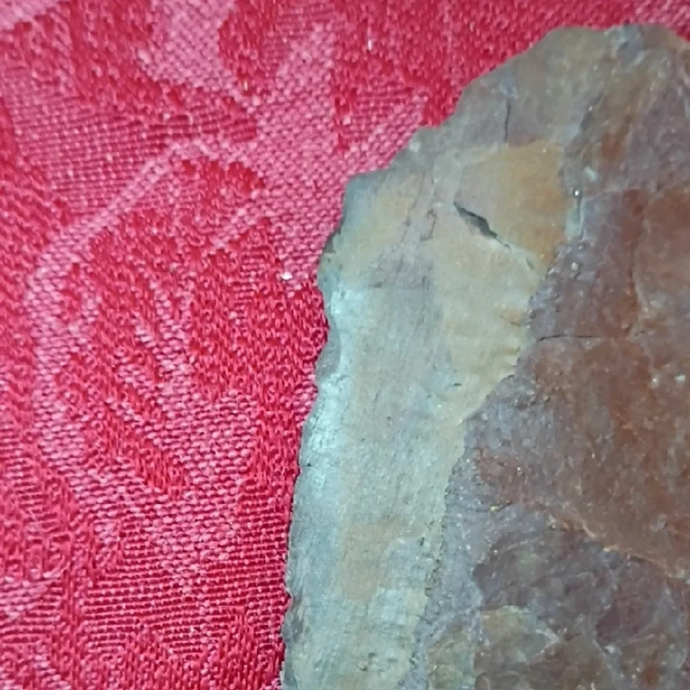 Fossilized Fern🌿With Petrified Wood 2 Sided With Unidentified Fossil Shperes